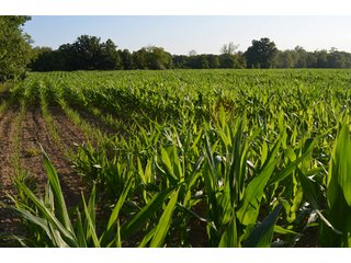 Property photo 33 - 64 Acre Farm Offered in 4 Tracts or in Combinations - Real Estate Auction